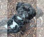 Small Shih Tzu