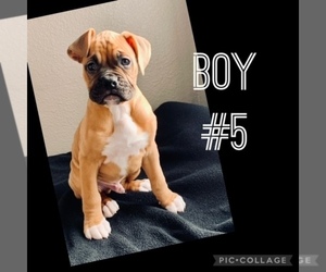 Boxer Puppy for sale in SALIDA, CA, USA