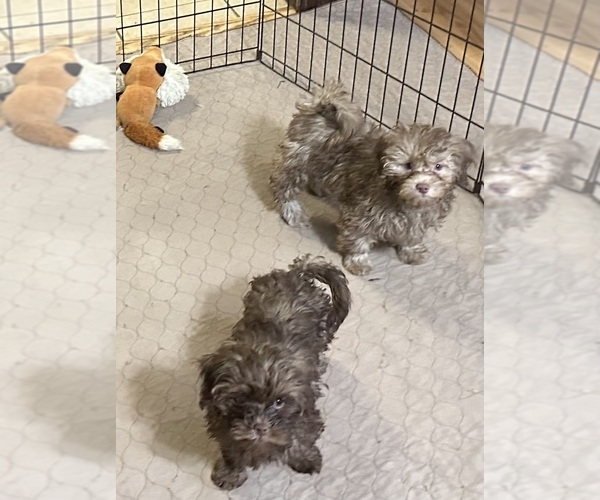 Medium Photo #5 Shih-Poo Puppy For Sale in GLOUCESTER, VA, USA