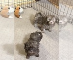 Small #4 Shih-Poo