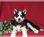 Small #2 Siberian Husky