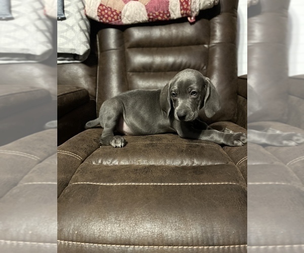 Medium Photo #1 Weimaraner Puppy For Sale in SPRINGFIELD, OH, USA