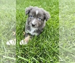 Small Photo #2 Australian Shepherd Puppy For Sale in TONASKET, WA, USA