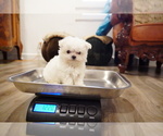 Small Photo #5 Maltese Puppy For Sale in LOS ANGELES, CA, USA