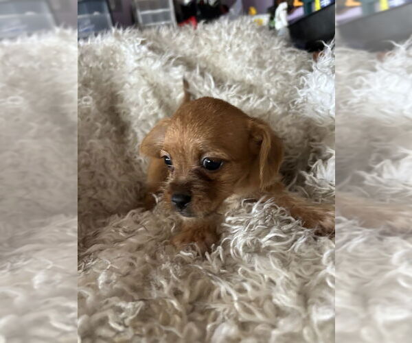 Medium Photo #1 Brussels Griffon-Unknown Mix Puppy For Sale in San Diego , CA, USA