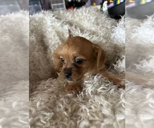 Brussels Griffon-Unknown Mix Dogs for adoption in San Diego , CA, USA