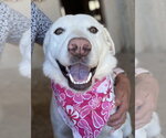 Small Labrador Retriever Mix