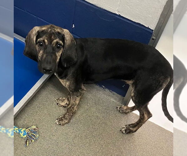 Medium Photo #2 Mutt Puppy For Sale in Sterling, MA, USA