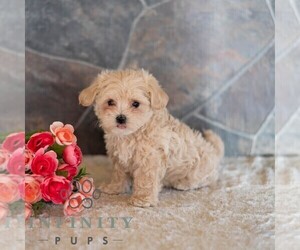 Maltipoo Puppy for sale in MILL HALL, PA, USA