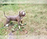 Small Photo #1 American Pit Bull Terrier Puppy For Sale in POWDER SPGS, GA, USA