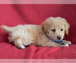 Small Photo #5 Goldendoodle-Poodle (Miniature) Mix Puppy For Sale in LANCASTER, PA, USA