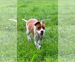 Small #10 American Pit Bull Terrier Mix