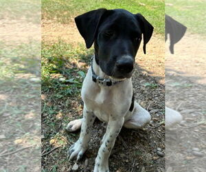 Pointer-Unknown Mix Dogs for adoption in Claremore, OK, USA