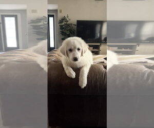 Great Pyrenees-Unknown Mix Dogs for adoption in Croydon, NH, USA