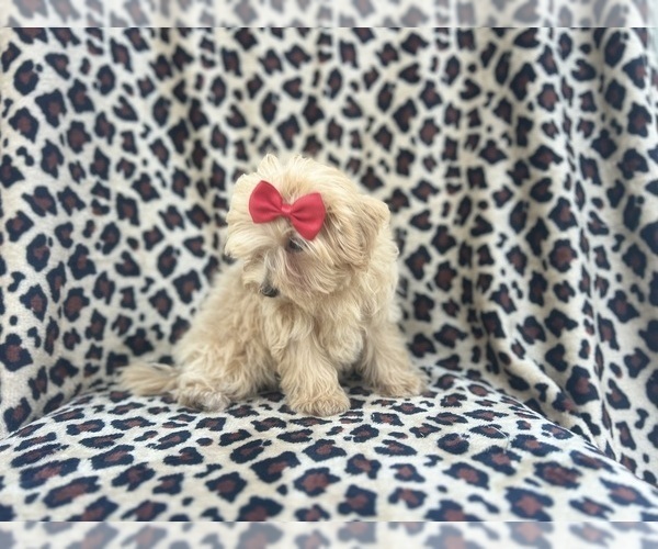 Medium Photo #7 Maltipoo Puppy For Sale in LAKELAND, FL, USA