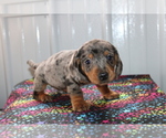 Small Photo #5 Dachshund Puppy For Sale in BEDFORD, IN, USA