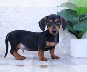 Dachshund Puppy for sale in MARIETTA, GA, USA