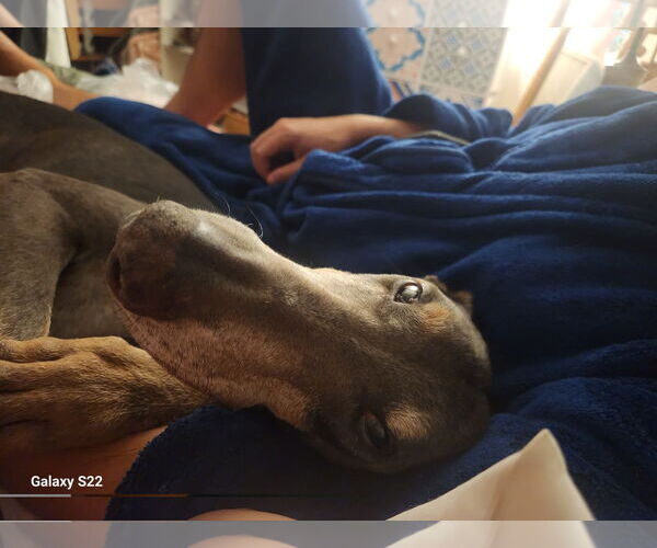 Medium Photo #3 Doberman Pinscher Puppy For Sale in Miami, FL, USA