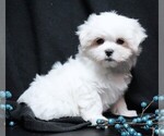 Small #5 Maltese