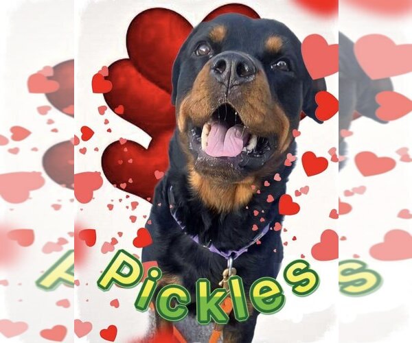 Medium Photo #5 Rottweiler Puppy For Sale in Stroudsburg, PA, USA