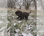 Small Photo #4 Pudel Pointer Puppy For Sale in SIOUX FALLS, SD, USA