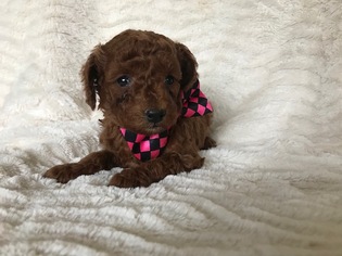 Poodle (Standard) Puppy for sale in HONEY BROOK, PA, USA