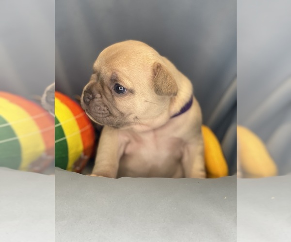 Medium Photo #6 Faux Frenchbo Bulldog Puppy For Sale in HOODSPORT, WA, USA