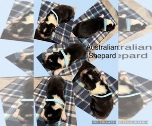 Medium Australian Shepherd