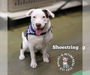 Shoestring - Male Staffordshire Bull Terrier-Unknown Mix Dog for Adoption - Photo #4