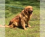 Small Photo #1 Golden Retriever Puppy For Sale in CENTRAL CITY, KY, USA