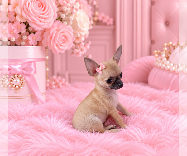 Medium Photo #12 Chihuahua Puppy For Sale in THONOTOSASSA, FL, USA