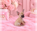 Hand delivery - Female Chihuahua Puppy for Sale - Photo #12