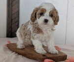 Small Photo #31 Cavapoo (Miniature) Puppy For Sale in GOSHEN, IN, USA