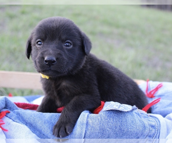 Medium Photo #7 Labrador Retriever Puppy For Sale in RUTHERFORDTON, NC, USA