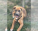 Small German Shepherd Dog Mix