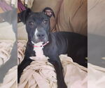 Small #63 American Pit Bull Terrier Mix