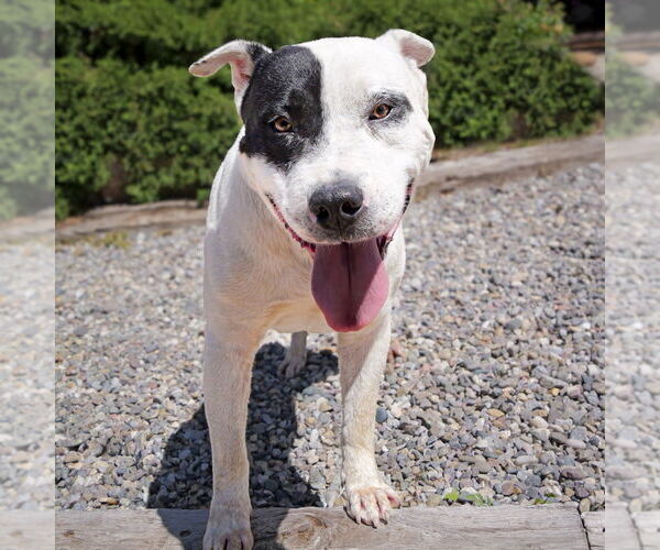 Medium Photo #4 American Staffordshire Terrier Puppy For Sale in Albuquerque, NM, USA