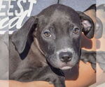 Small #4 American Staffordshire Terrier-Labrador Retriever Mix
