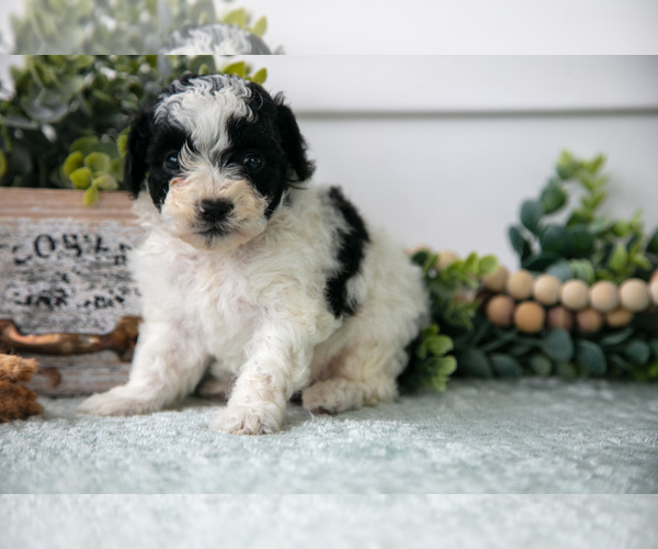 Medium Photo #2 Poodle (Miniature) Puppy For Sale in FARWELL, MI, USA
