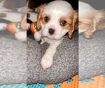 Small Photo #4 Cavalier King Charles Spaniel Puppy For Sale in KENOSHA, WI, USA