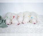 Small Photo #6 Maremma Sheepdog Puppy For Sale in WITTMANN, AZ, USA