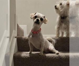 Havanese Dogs for adoption in Louisville, KY, USA