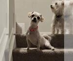 Small Havanese