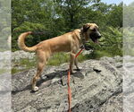 Small #3 Mountain Cur Mix