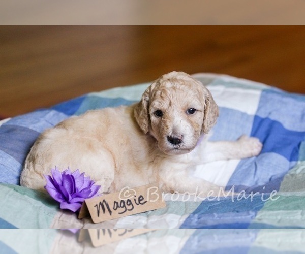 Medium Photo #2 Poodle (Standard) Puppy For Sale in GAYLORD, MN, USA