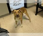 Small Black Mouth Cur Mix