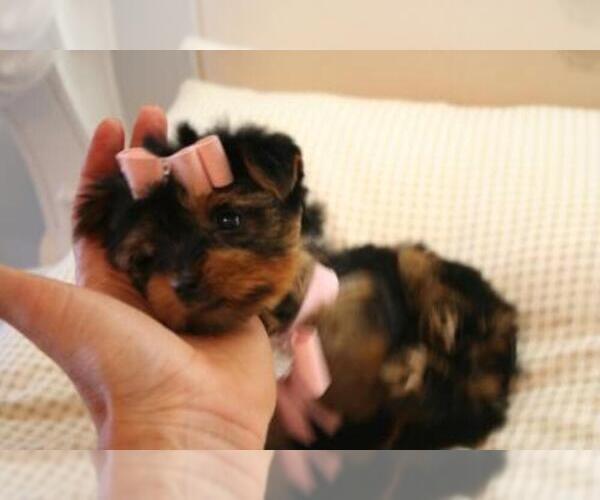 Medium Photo #9 Yorkshire Terrier Puppy For Sale in NAPLES, FL, USA