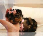 Small #8 Yorkshire Terrier