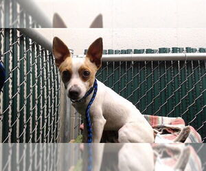 Chihuahua-Unknown Mix Dogs for adoption in Downey, CA, USA