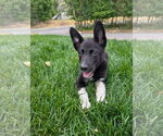 Small #8 Mutt